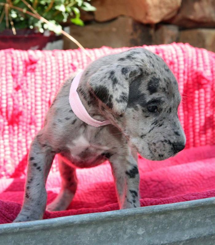 Great Dane Puppies For Sale Image eClassifieds4u