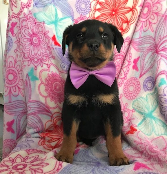 Rottweiler Puppies For Sale Image eClassifieds4u