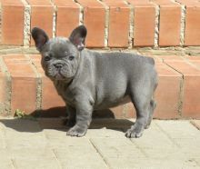 Blue French Bulldog Puppies For Sale