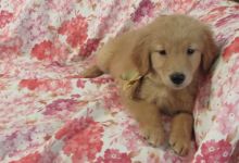 Adorable Golden Retriever Puppies For Sale