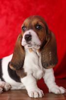 Amazing Male and female basset hound puppies for sale