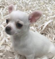 Chihuahua Puppy