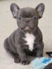 Magnificent French Bulldog Puppies For Re-homing
