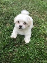 Teacup Maltese Puppies Needs a New Family