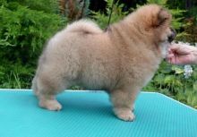 Chow chow Puppies For Sale Image eClassifieds4U