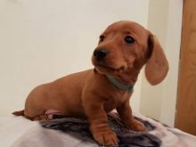 Dachshund puppies For Sale Image eClassifieds4U