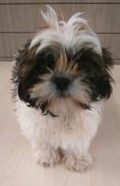 Adorable Male And Female Shih Tzu Puppies Image eClassifieds4U