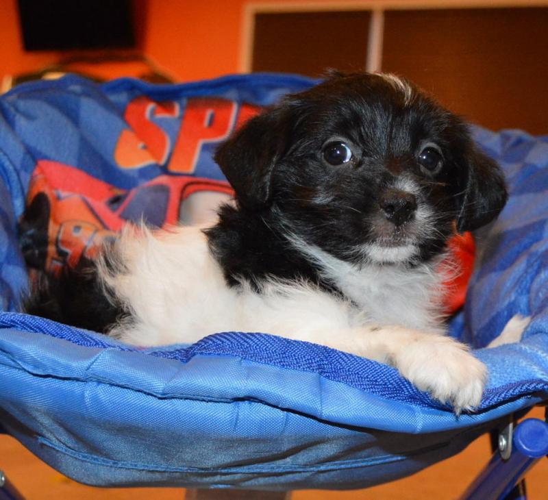 sweet Yorkie Puppies For Sale Image eClassifieds4u