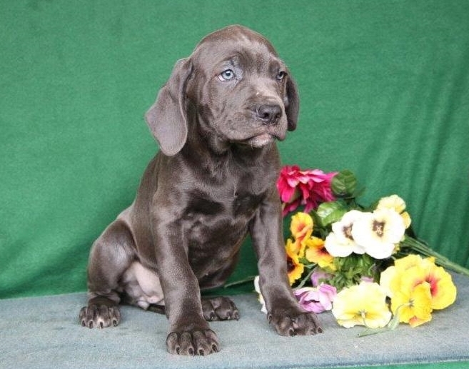 Cane Corso Puppies For Sale Image eClassifieds4u