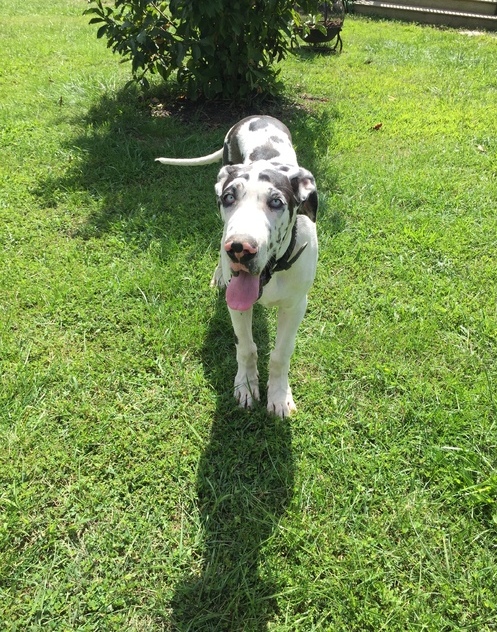 Great Dane Puppies For Sale Image eClassifieds4u