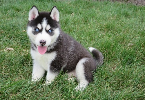 Saint Bernard Puppies For Sale Image eClassifieds4u