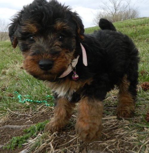 Welsh Corgi Puppies For Sale Image eClassifieds4u