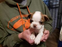 Adorable Boston terrier Puppies For Sale