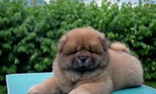 Chow chow Puppies For Sale
