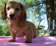 Dachshund puppies For Sale