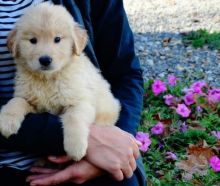 Golden Retriever Puppies For Sale