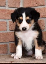 ✔ ✔ Remarkable ☮ Ckc ☮ Australian Shepherd ☮ Puppies ☮ Available ✔ ✔