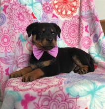 Rottweiler Puppies For Sale