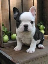 Enegertic Female French Bulldog Txt: (405) 592-7616 Email: munanana0090@gmail.com