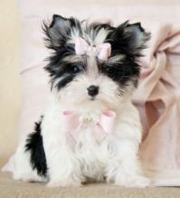 Nice Looking Morkie Puppies Ready For X MASS Txt: (405) 592-7616 Email: munanana0090@gmail.com