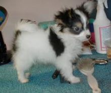 Papillon Puppies for adoption Txt: (405) 592-7616 Email: munanana0090@gmail.com