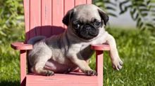 Wanderful XMAS pug puppies Txt: (405) 592-7616 Email: munanana0090@gmail.com