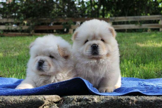 Lovely Chow Chow Puppies Txt: (405) 592-7616 Email: munanana0090@gmail.com Image eClassifieds4u