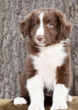 ✔ ✔ Remarkable ☮ Ckc ☮ Australian Shepherd ☮ Puppies ☮ Available ✔ ✔ Image eClassifieds4u 1