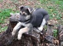 AKC German Shepherd pups for sale Txt: (405) 592-7616 Email: munanana0090@gmail.com Image eClassifieds4U