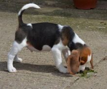 Beagle puppies for re-homing.