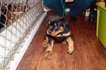 Vaccinated Rottweiler puppies for searching for loving family
