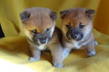 Well Train Male And Female Shiba Inu Puppies For adoption now