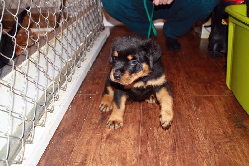 Vaccinated Rottweiler puppies for searching for loving family Image eClassifieds4u