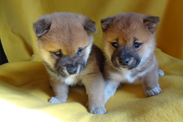 Well Train Male And Female Shiba Inu Puppies For adoption now Image eClassifieds4u