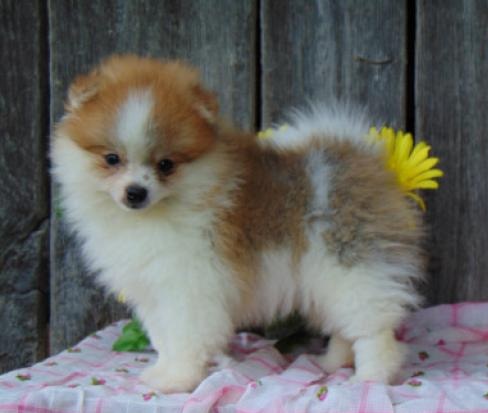 Charming Ckc Pomeranian Puppies Image eClassifieds4u