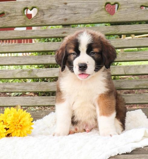 ✔✔Exceptional ☮ Saint Bernard ☮ Puppies ☮ Now Ready ☮ For Adoption✔✔ Image eClassifieds4u