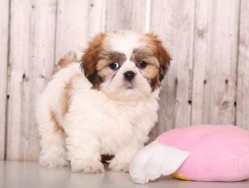 Eye-catching Shih Tzu Puppies For Re-Homing Image eClassifieds4u