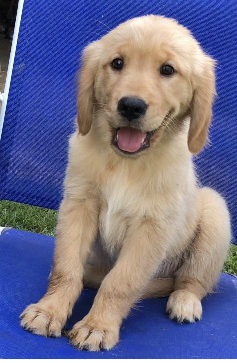 Fantastic Golden Retrievers Puppies for Adoption Image eClassifieds4u