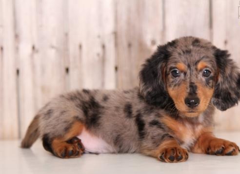 ╬╬╬ Intelligent ✔ Ckc ✔ Dachshund ✔ Puppies ✔ For Re-Homing╬╬╬ Image eClassifieds4u