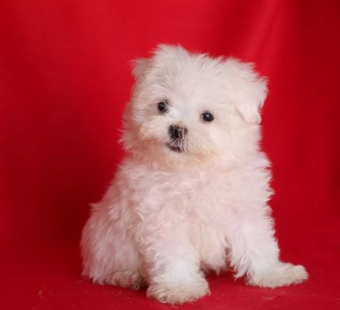 Sensational Maltese Puppies Ready For Adoption Image eClassifieds4u