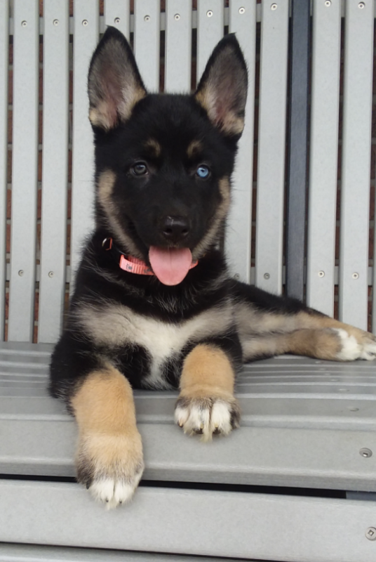 Smart German Shepherd Puppies For Adoption Image eClassifieds4u