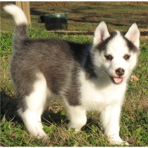 Staggering Siberian Husky Puppies Image eClassifieds4u