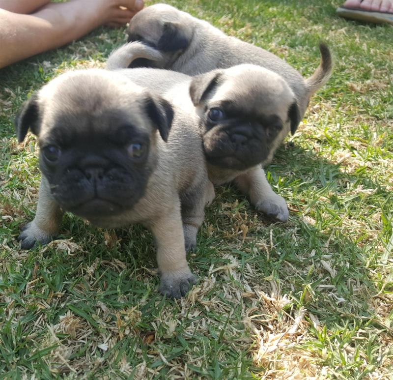 Two Pug Puppies for adoption. Call or text at ☎ (574) 216-3805 ☎ Image eClassifieds4u