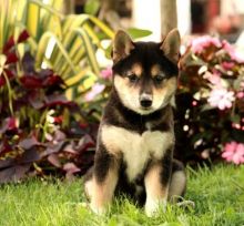 Astonishing Shiba Inu Puppies Now Ready