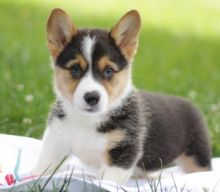 Astounding Pembroke Welsh Corgi Puppies For Adoption