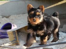 Enchanting Teacup Yorkie Puppies For Adoption