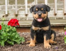 Energetic Rottweiler Puppies Available For Adoption