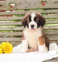 ✔✔Exceptional ☮ Saint Bernard ☮ Puppies ☮ Now Ready ☮ For Adoption✔✔
