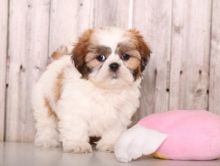 Eye-catching Shih Tzu Puppies For Re-Homing