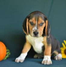 Fabulous Beagle Puppies For Re-Homing